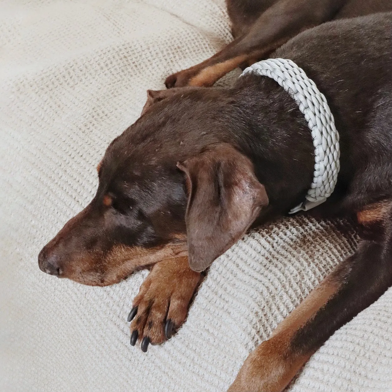 FAWN - Paracord collar