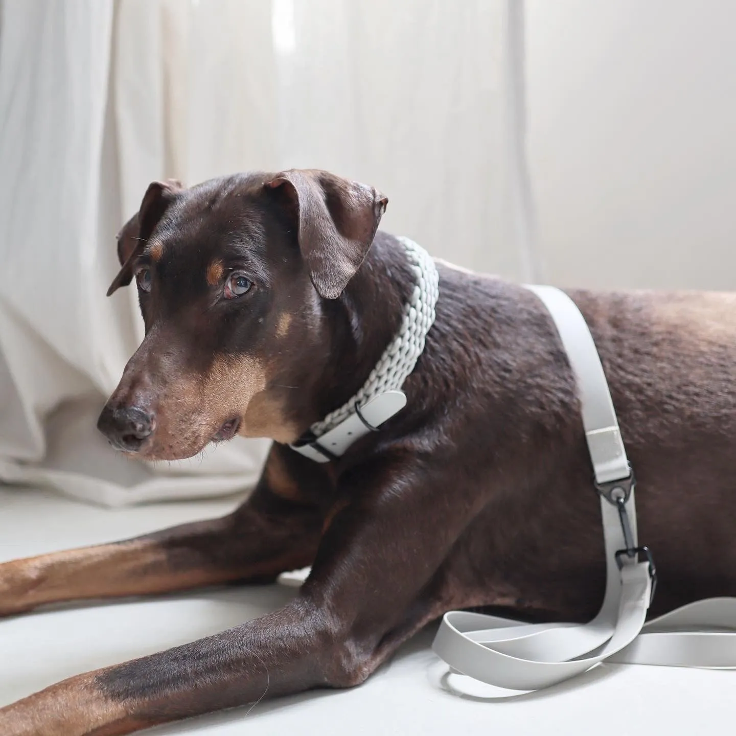 FAWN - Paracord collar