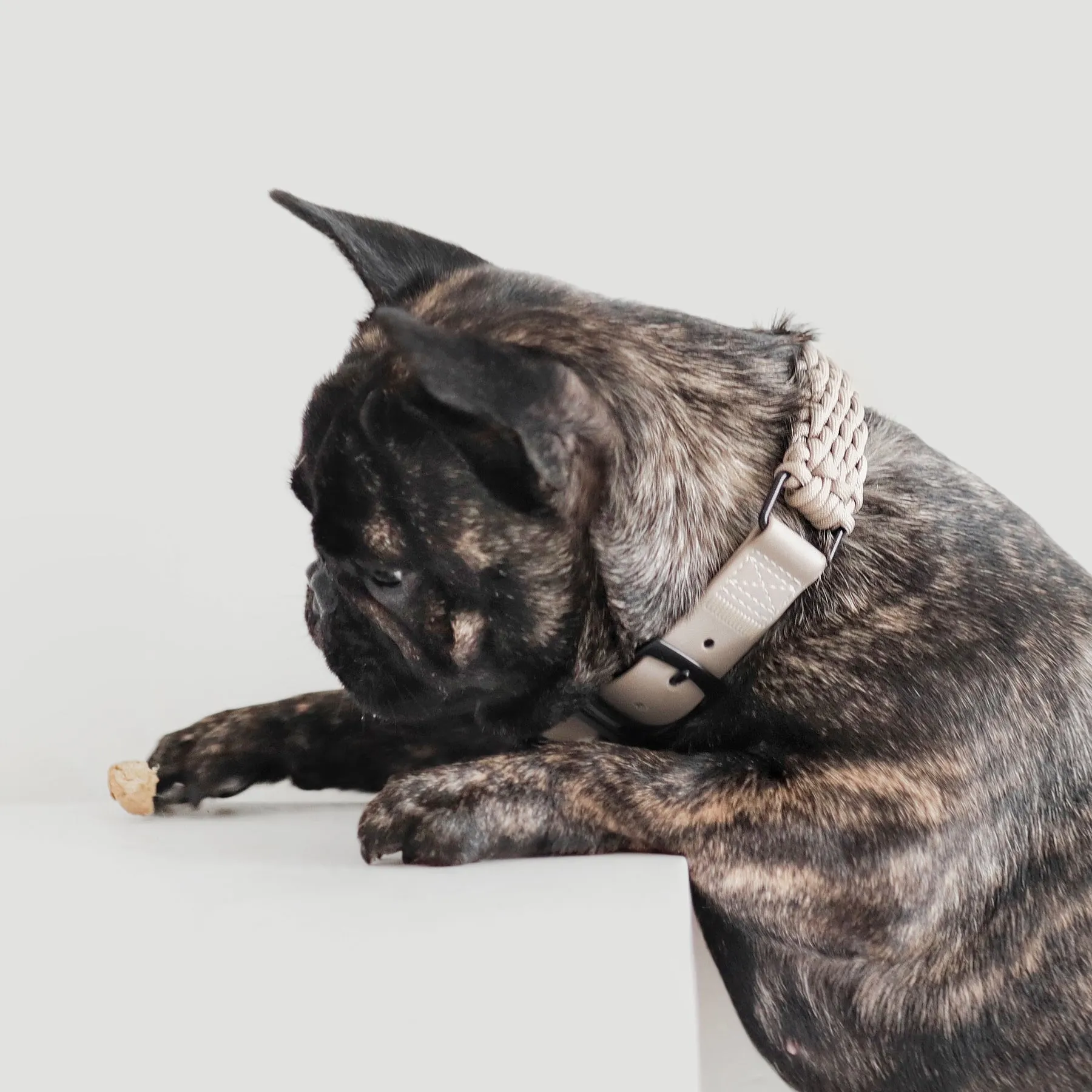 FAWN - Paracord collar