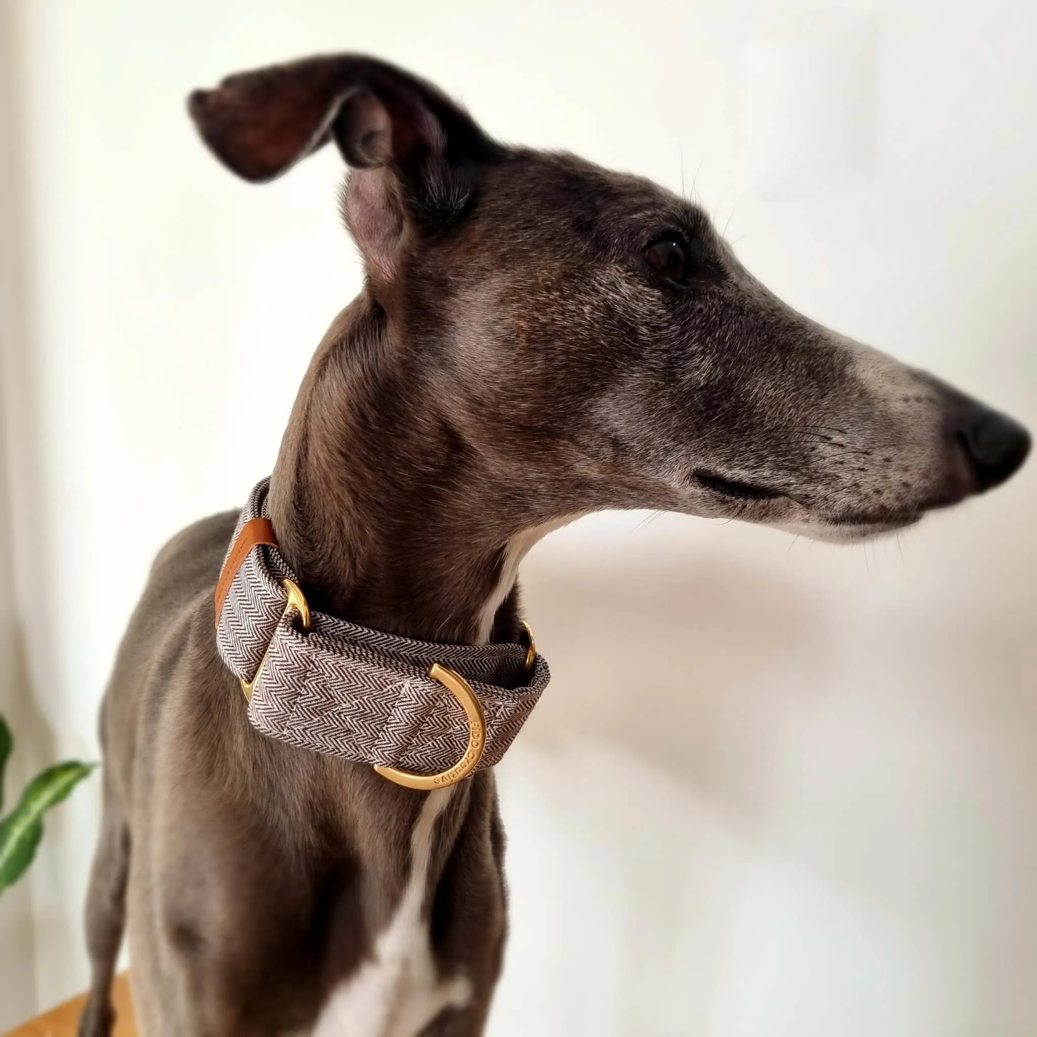 Martingale collar - Herringbone