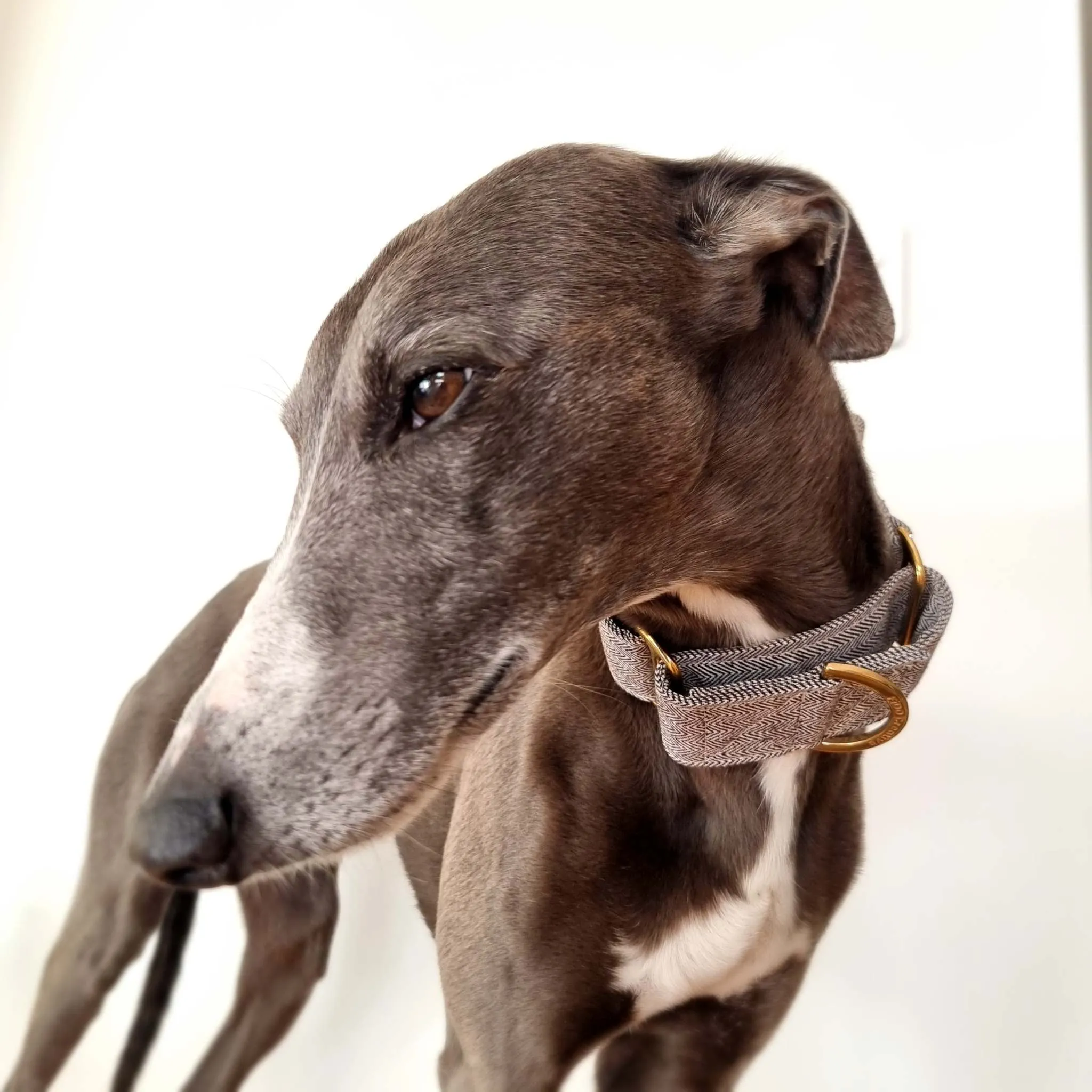 Martingale collar - Herringbone