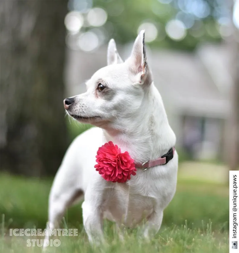 PomPom Aqua Mint Bloom Collar Slide On - Small Flower Collar Accessory