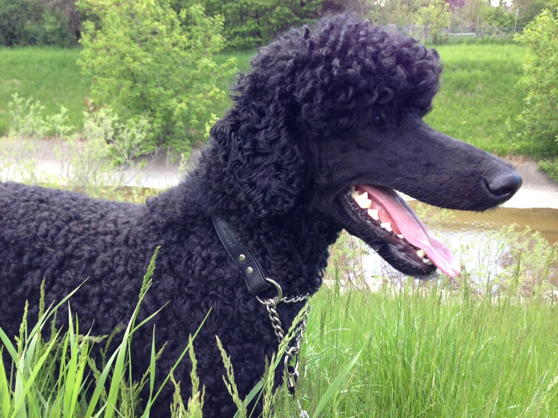 Rio Martingale Collar - High-Quality Leather Collar for Training and Control