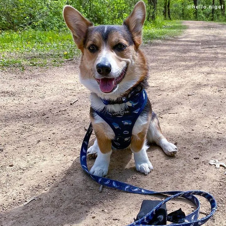 Shark Attack Collar