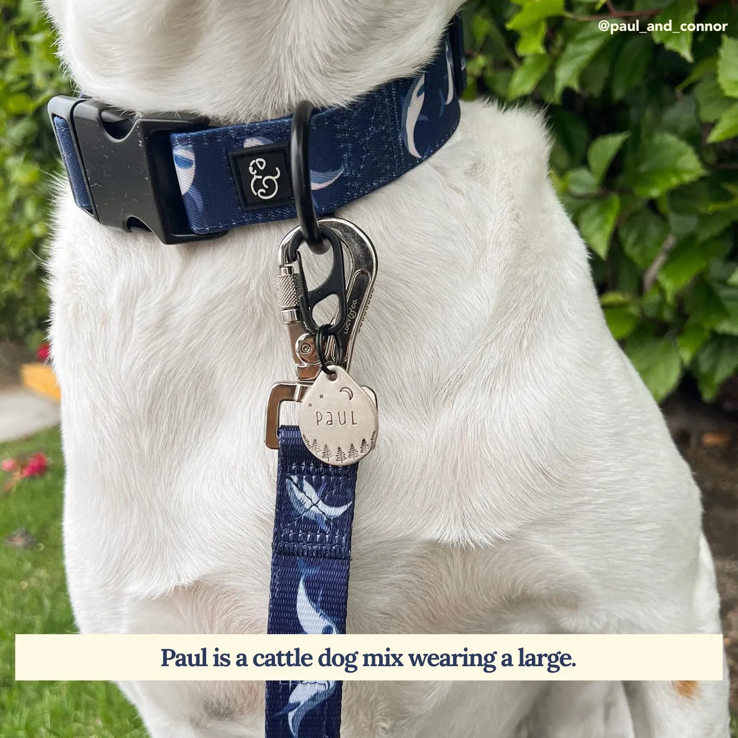 Shark Attack Collar