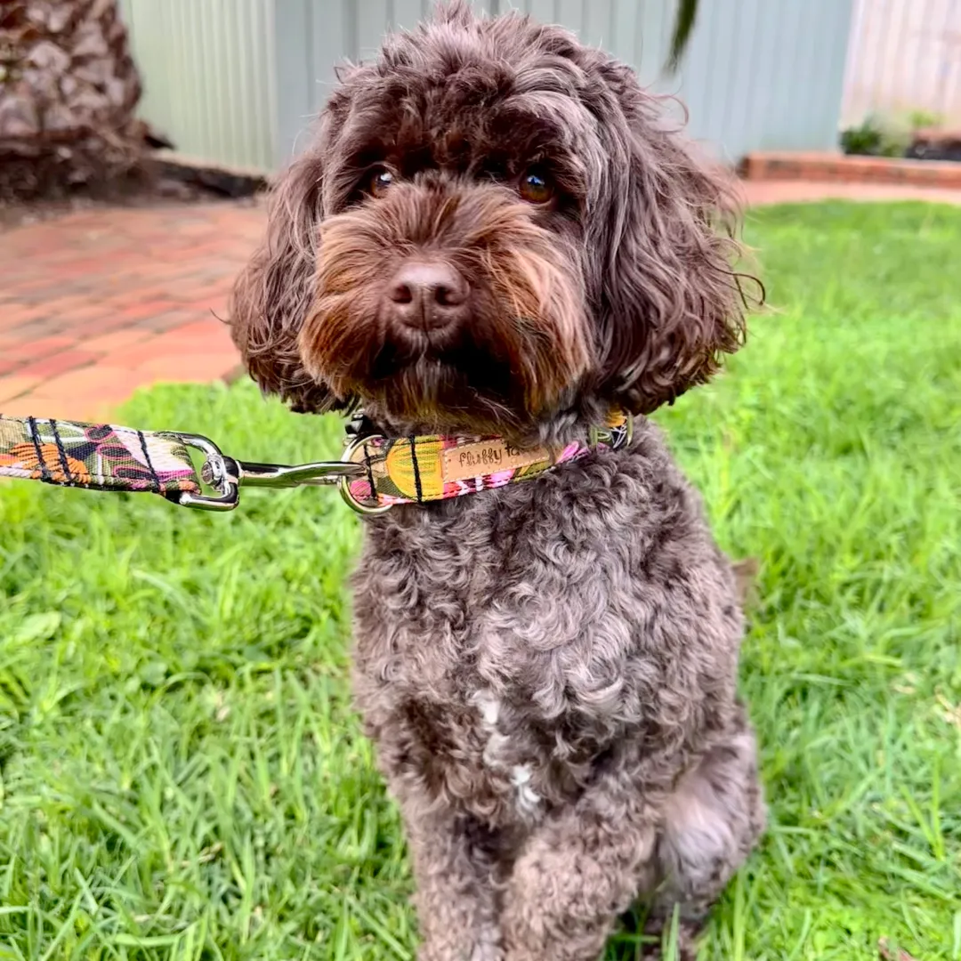 The 'Green Bush Banksia Flowers' Dog Collar